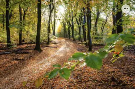 فيلا بوتِنْفي Park Konijnenburg المظهر الخارجي الصورة